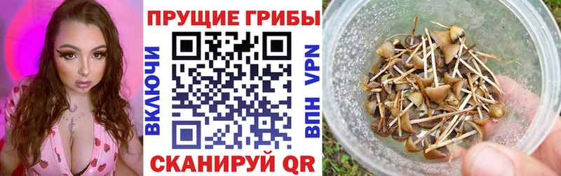 Псилоцибиновые грибы MAGIC MUSHROOMS  купить наркоту  Весьегонск 